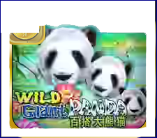 Wild Giant Panda